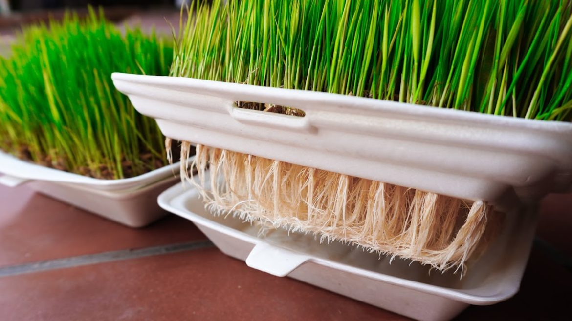 Garden Ideas Tips - Guide growing rice by hydroponics method