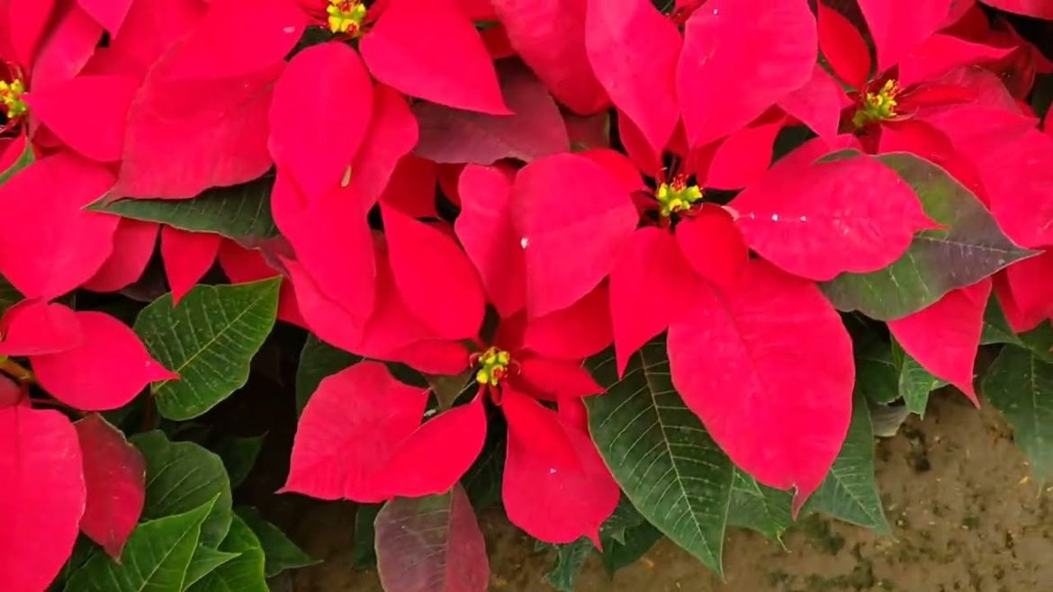 Plant shopping. Holiday blooms at Irish Garden Compound, Iba, Silang, Cavite. ๐ธ๐ธ๐ฟ๐โบ๏ธ Plant shopping. Holiday blooms at Irish Garden Compound, Iba, Silang, Cavite. ๐ธ๐ธ๐ฟ๐โบ๏ธ