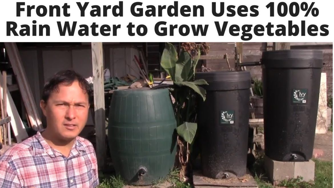 Front Yard Garden uses 100% Rain Water to Grow Vegetables Front Yard Garden uses 100% Rain Water to Grow Vegetables