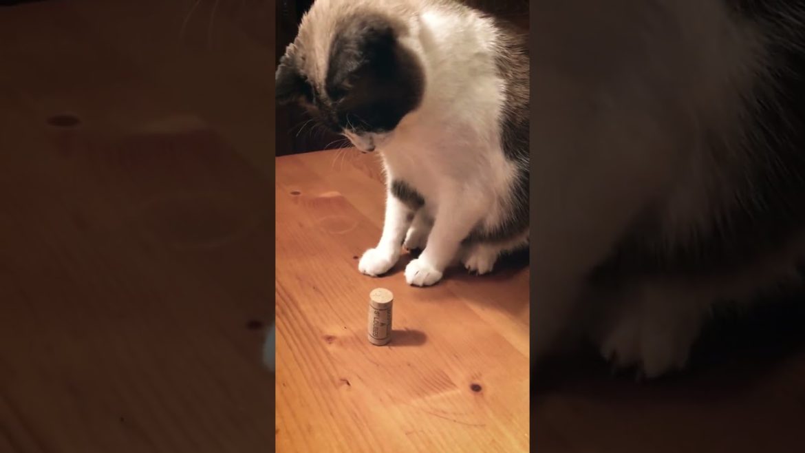 Yona and…? #shorts Yona and…? #shorts