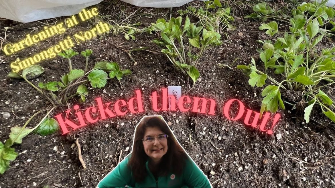 Planting Ranunculus Outdoors ๐บ๐ท๐ธ// Gardening at the Simongetti North Planting Ranunculus Outdoors ๐บ๐ท๐ธ// Gardening at the Simongetti North