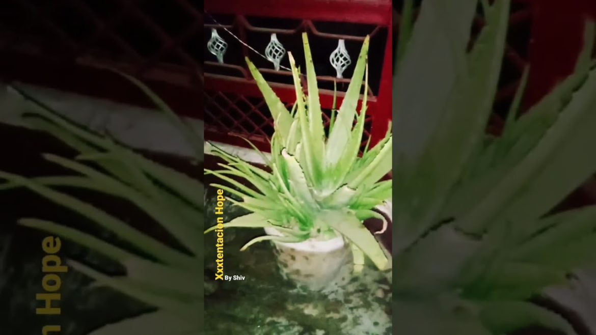 xxxtentacion hope #viralshorts #viral #xxxtentacion #hope #tree #dailyshorts #trendingshorts