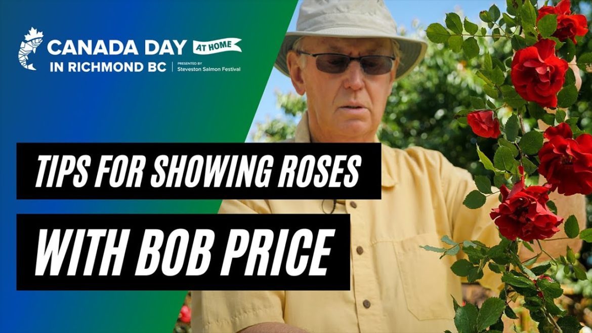 Canada Day at Home 2021: Rose Garden Tips