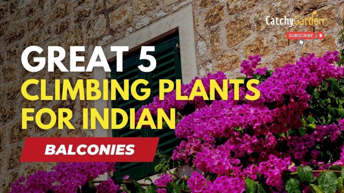Great 5 Climbing Plants for Indian Balconies 🌸🌱 // GARDENING TIPS