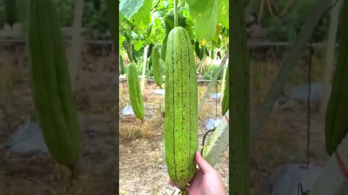 What do you call it where you live? #shorts #gardening