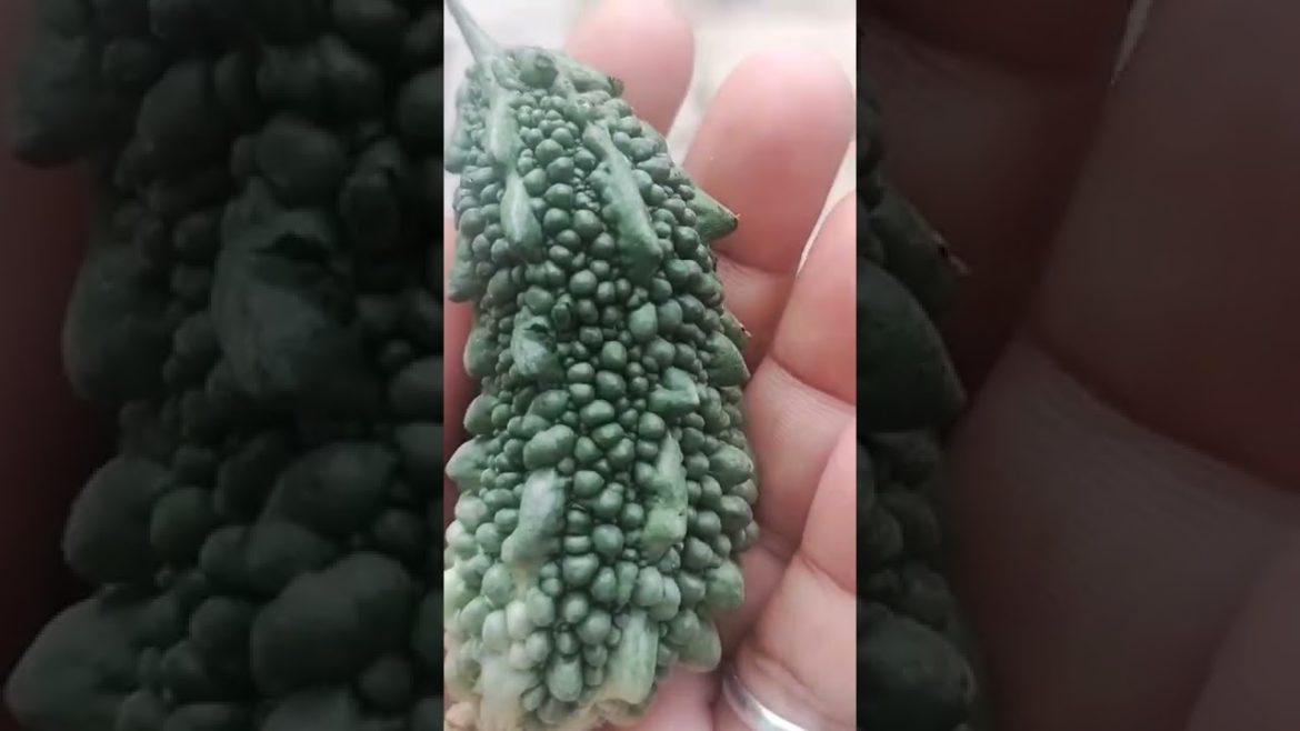 #shorts #Organic vegetable #My first bitter Gourd Harvest #Vegetable 🍆🥒#Kicthen gardening #Gardening