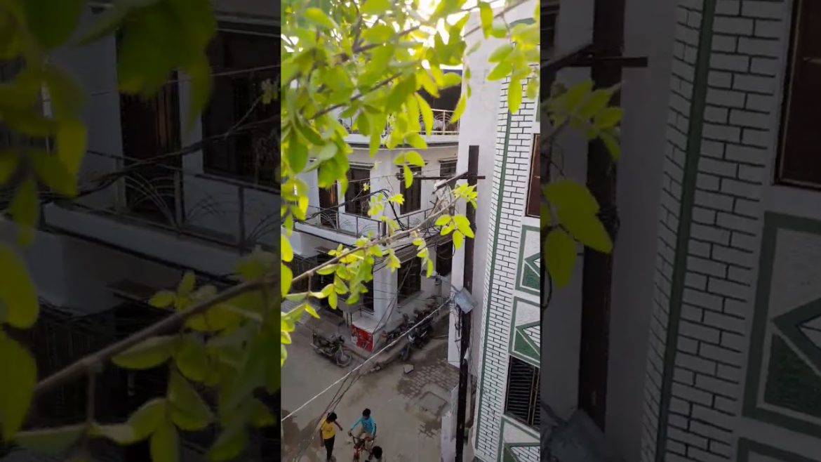 #shorts|| देखिए दोस्तो अपराजिता के पौधे पर  सेम निकली है|| Aprajita Plants Seeds Collection #viral