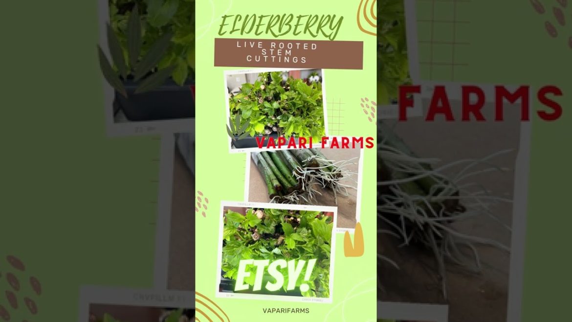 Our Elderberry Stem cuttings with live roots are ready for planting Our Elderberry Stem cuttings with live roots are ready for planting