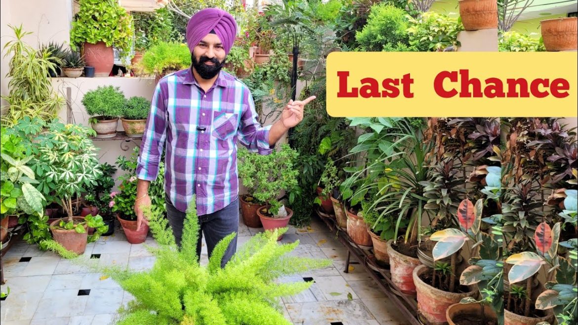 Last chance....October November important gardening works, अभी तुरंत करो यह सारे जरूरी काम