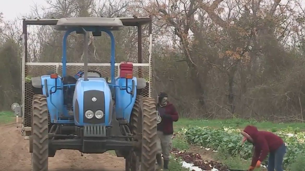 What happened to Johnson's Backyard Garden? Austin produce company goes dark What happened to Johnson's Backyard Garden? Austin produce company goes dark