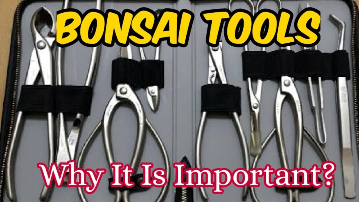 Bonsai Tools | All About Bonsai Tools | Bonsai Tools For Beginners Bonsai Tools | All About Bonsai Tools | Bonsai Tools For Beginners