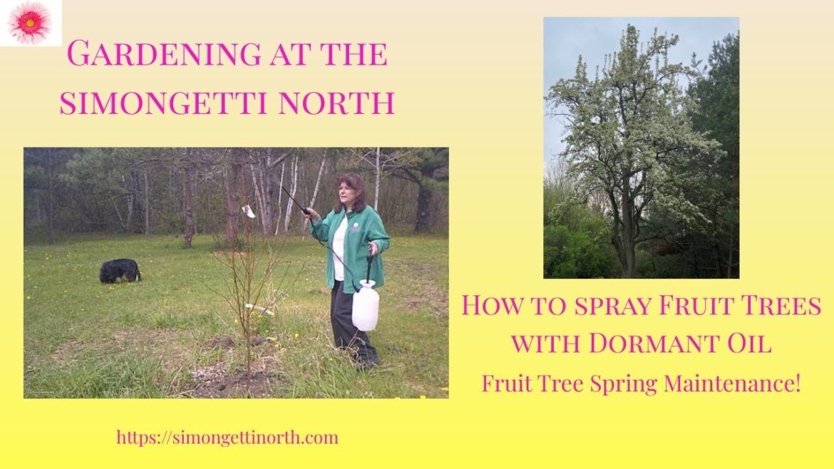 How to Spray Fruit Trees with Dormant Oil 🍎🍐🍑// Gardening at the Simongetti North