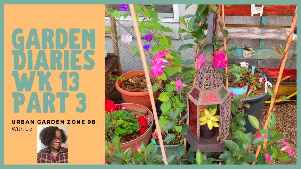Container Garden Diaries Wk 13 Part 3 Documenting Our Garden Journey Small Space Gardening Zone 9b