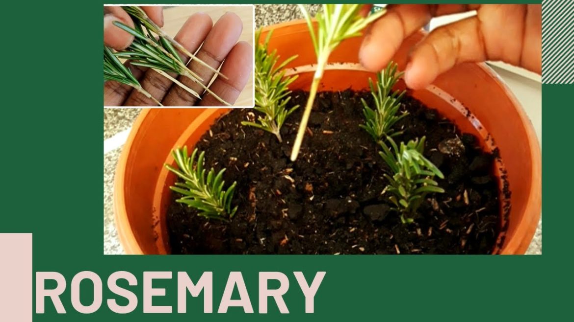 Gardening Tips: Propagating Rosemary from cuttings Gardening Tips: Propagating Rosemary from cuttings