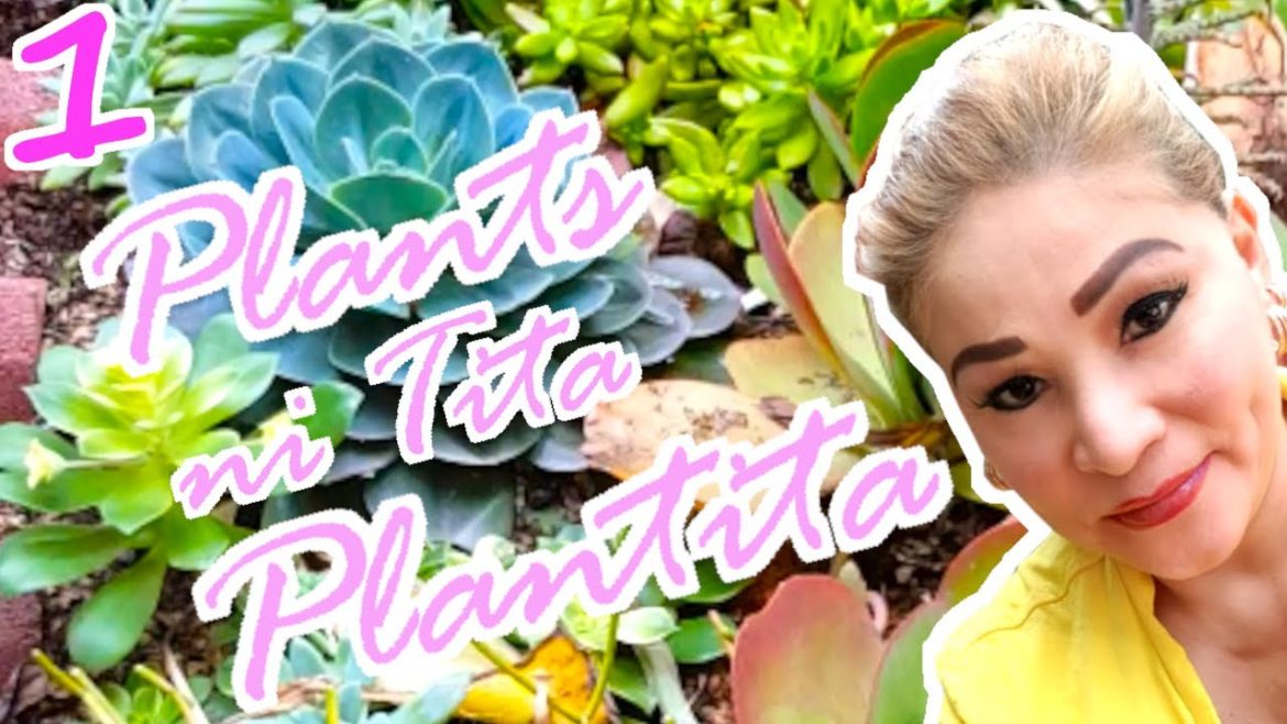 Angel Myre's Succulent Garden (Front Yard) Angel Myre's Succulent Garden (Front Yard)