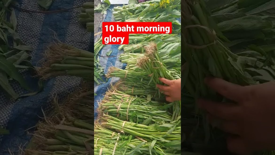 supplies for breakfast morning glory