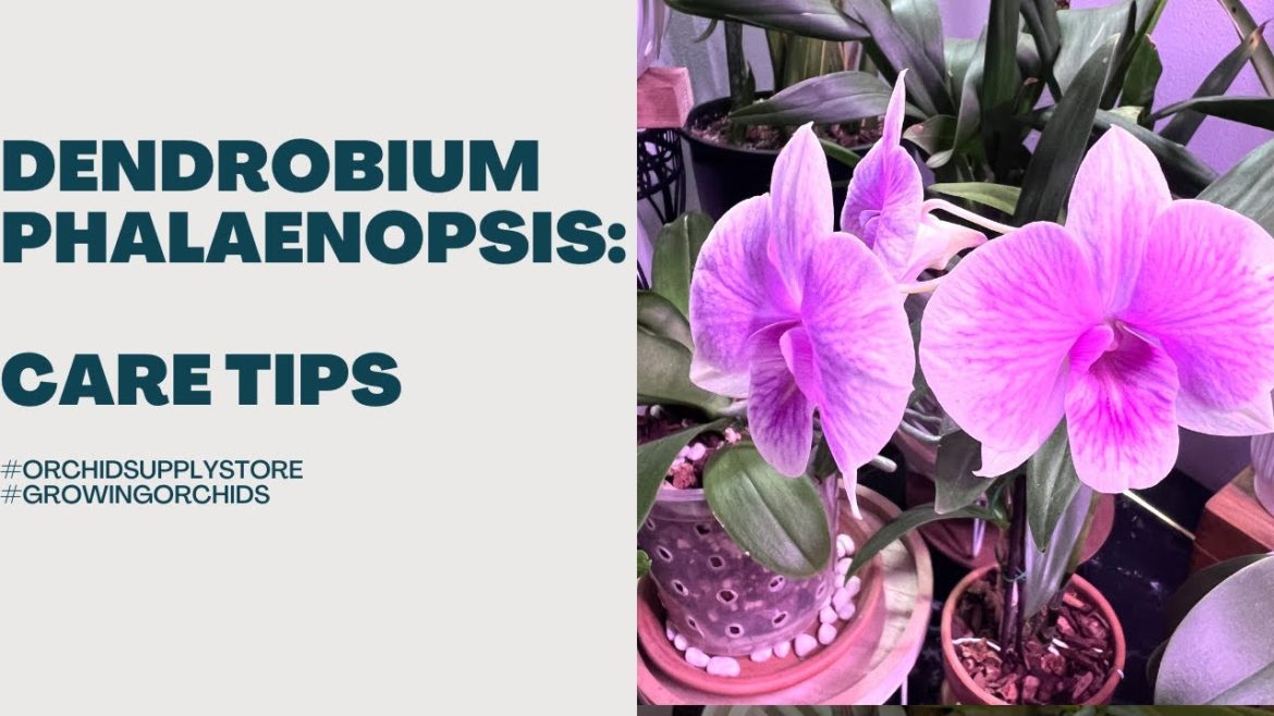 Den. Phalaenopsis: Care Tips My care tips on growing Den. Phalaenopsis Den. Phalaenopsis: Care Tips My care tips on growing Den. Phalaenopsis