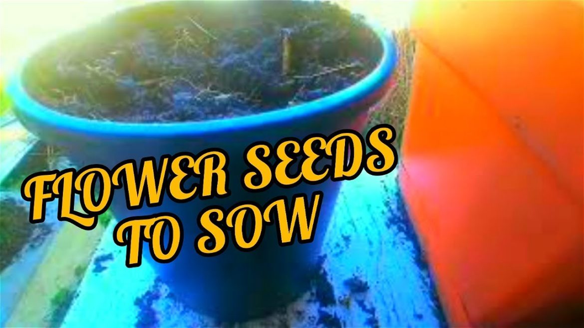 Flower Seeds to Plant in New Pots | #gardeningthroughthewindow