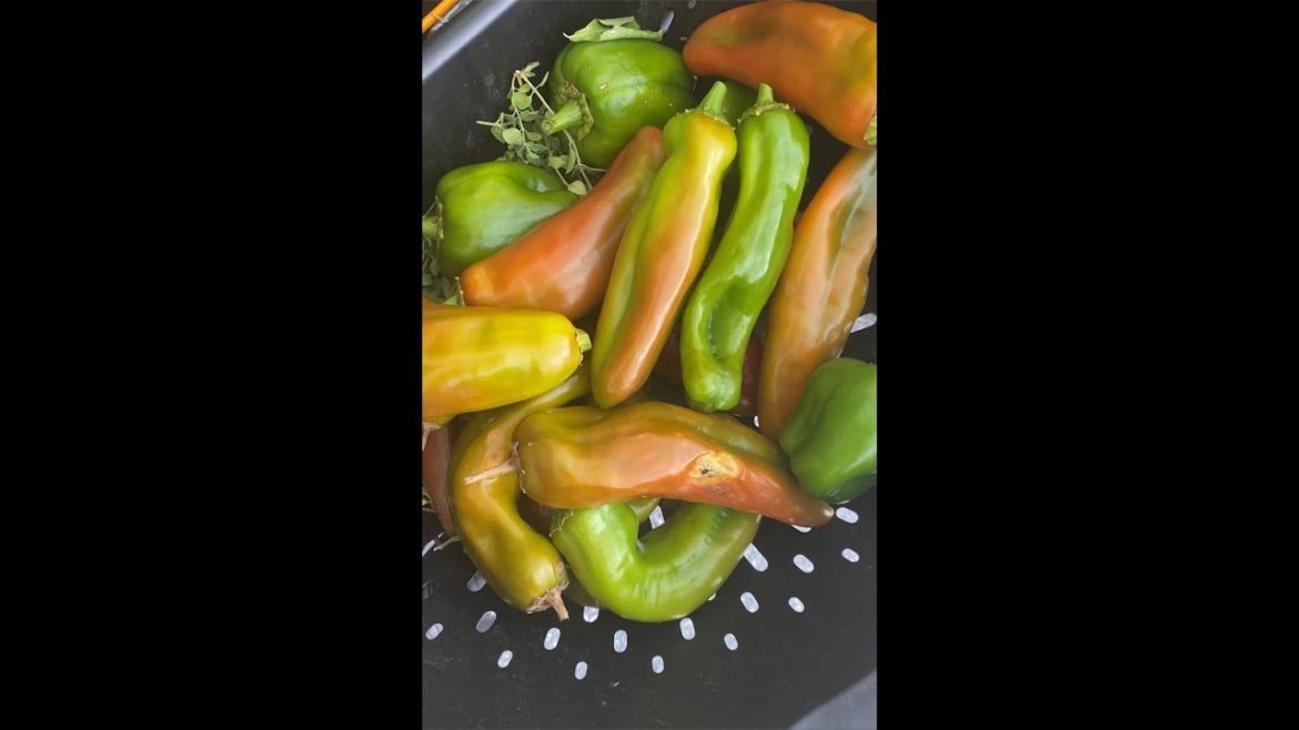 HARVESTING SWEET PEPPERS #shorts