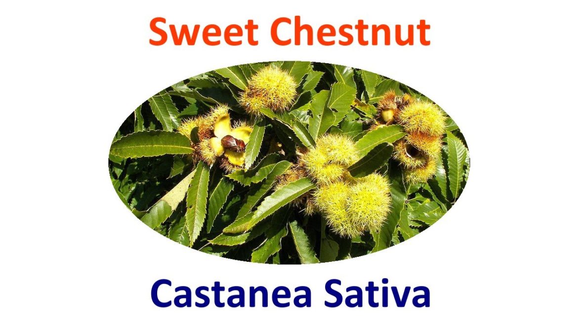 Sweet Chestnut Permaculture Uses, Cultivation, Propagation & Companion Plants + Castanea Sativa