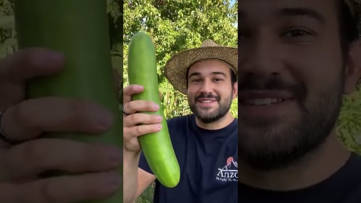 #shorts  #garden #gardening #gardentour #gardener #gardens #harvest #harvesting #organic #planting