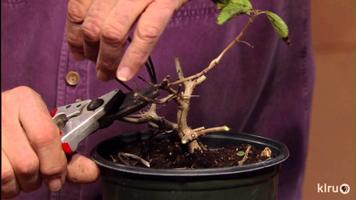 Winter pruning tips |John Dromgoole |Central Texas Gardener
