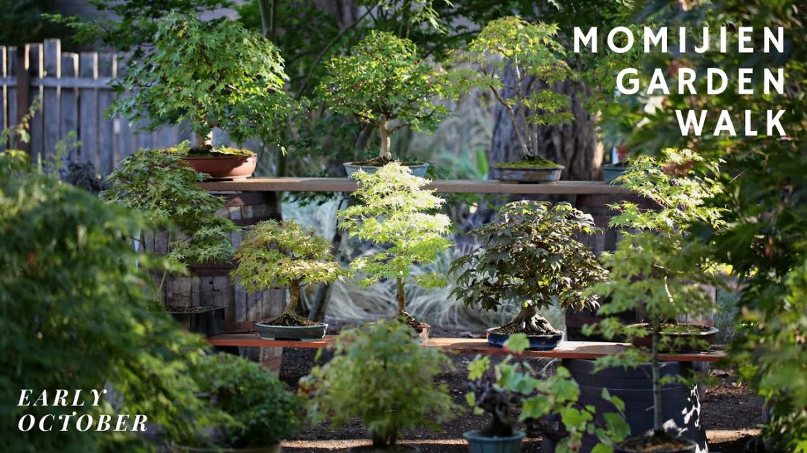 Momiji-En Bonsai Garden Walk – Early Fall Edition Momiji-En Bonsai Garden Walk - Early Fall Edition