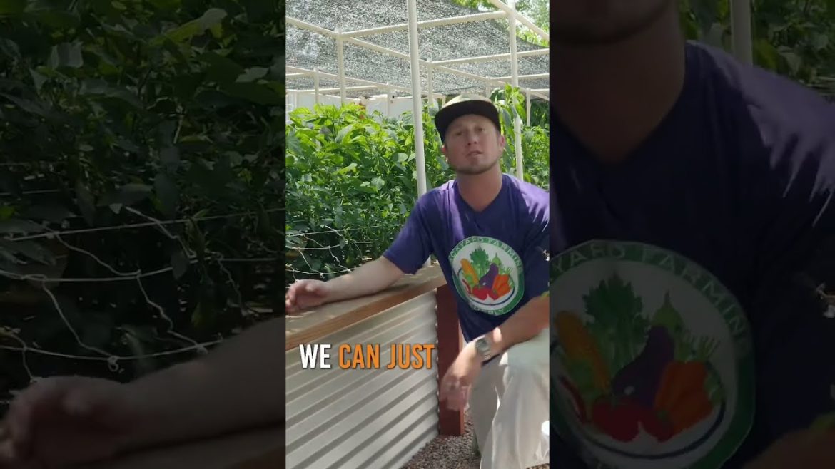 Why go to the grocery store at all? 🤯 #pepperplants #containergardening