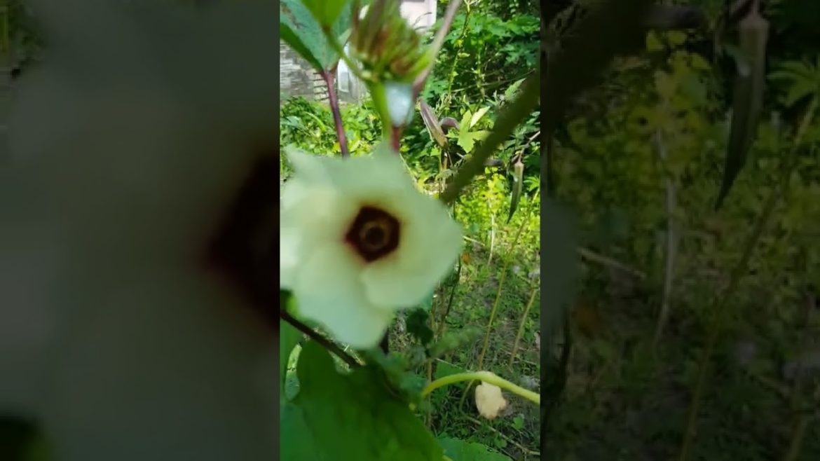 Colorful Flowers of Vegetable Plants #shorts #viral #reels #flowers #ytshorts #ytshortsvideo Colorful Flowers of Vegetable Plants #shorts #viral #reels #flowers #ytshorts #ytshortsvideo