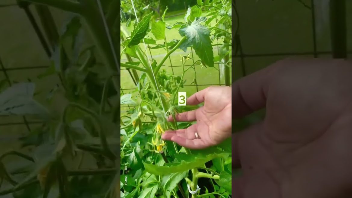 🍅 Gardening in a northern climate #gardening #climate