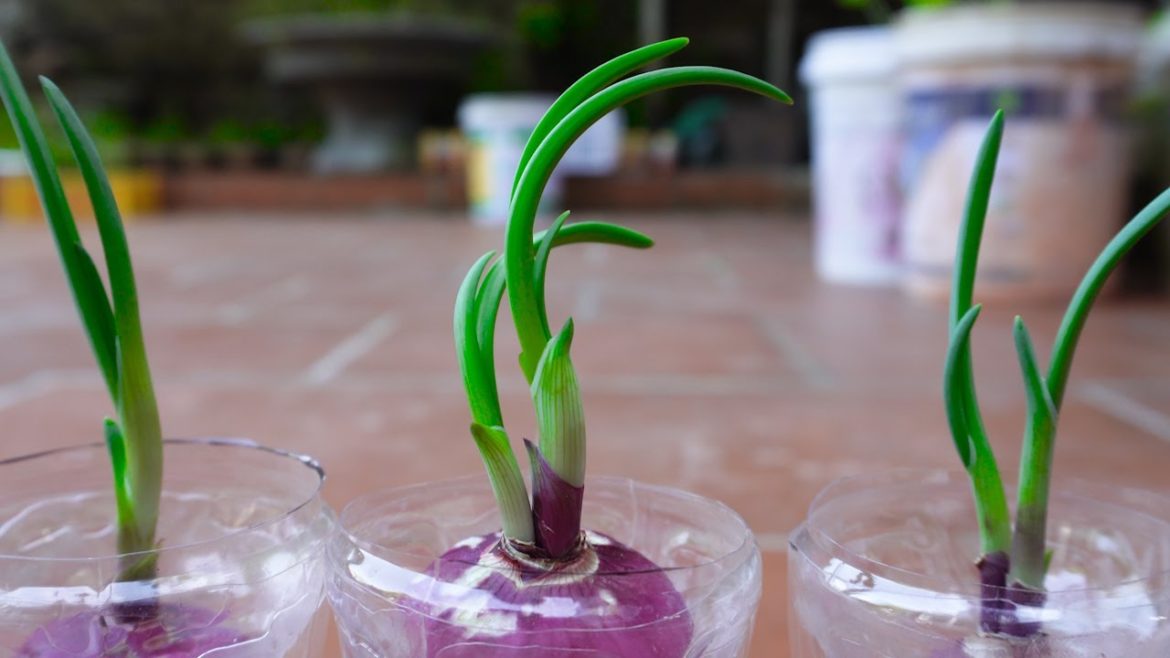 Growing purple onions by hydroponics in plastic bottles - Garden Ideas Tips