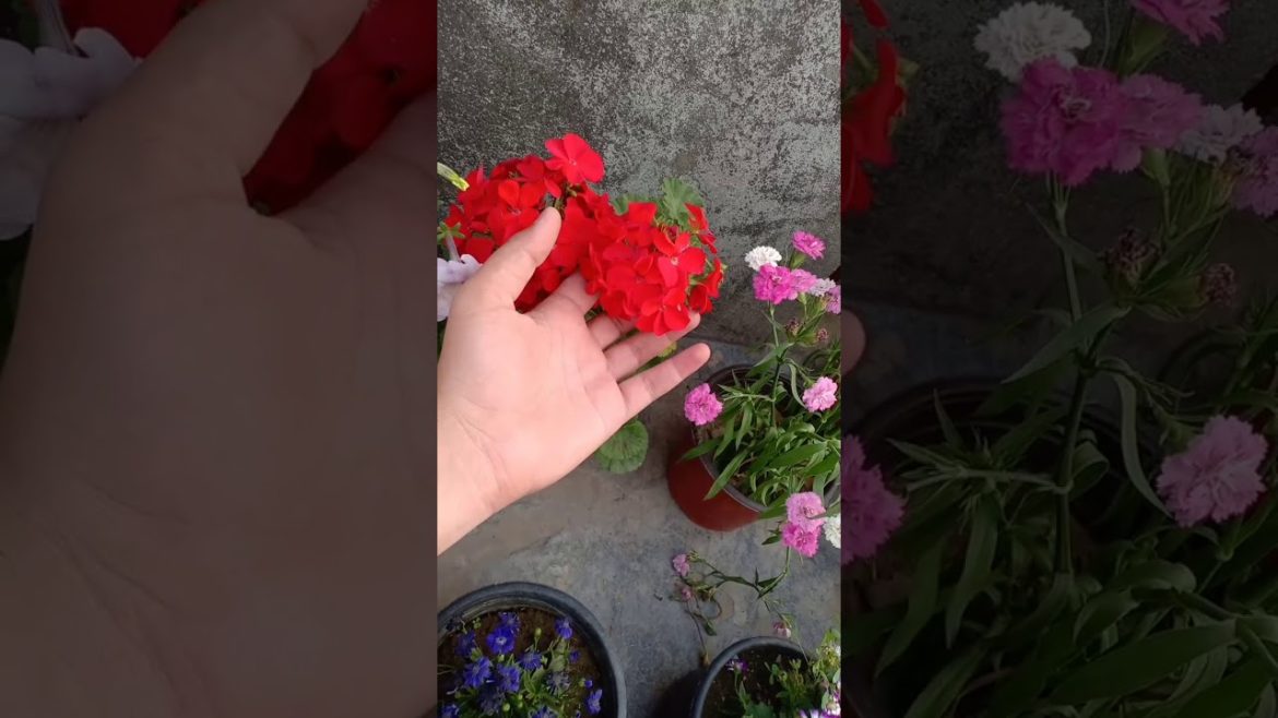 Important Gardening Tips Important Gardening Tips