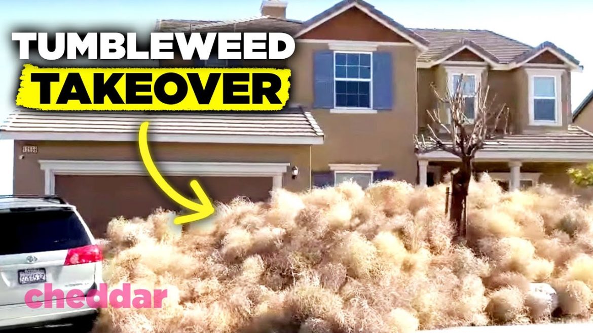Tumbleweeds Are Invading The U.S. And It's A Real Problem – Cheddar Explains Tumbleweeds Are Invading The U.S. And It's A Real Problem - Cheddar Explains