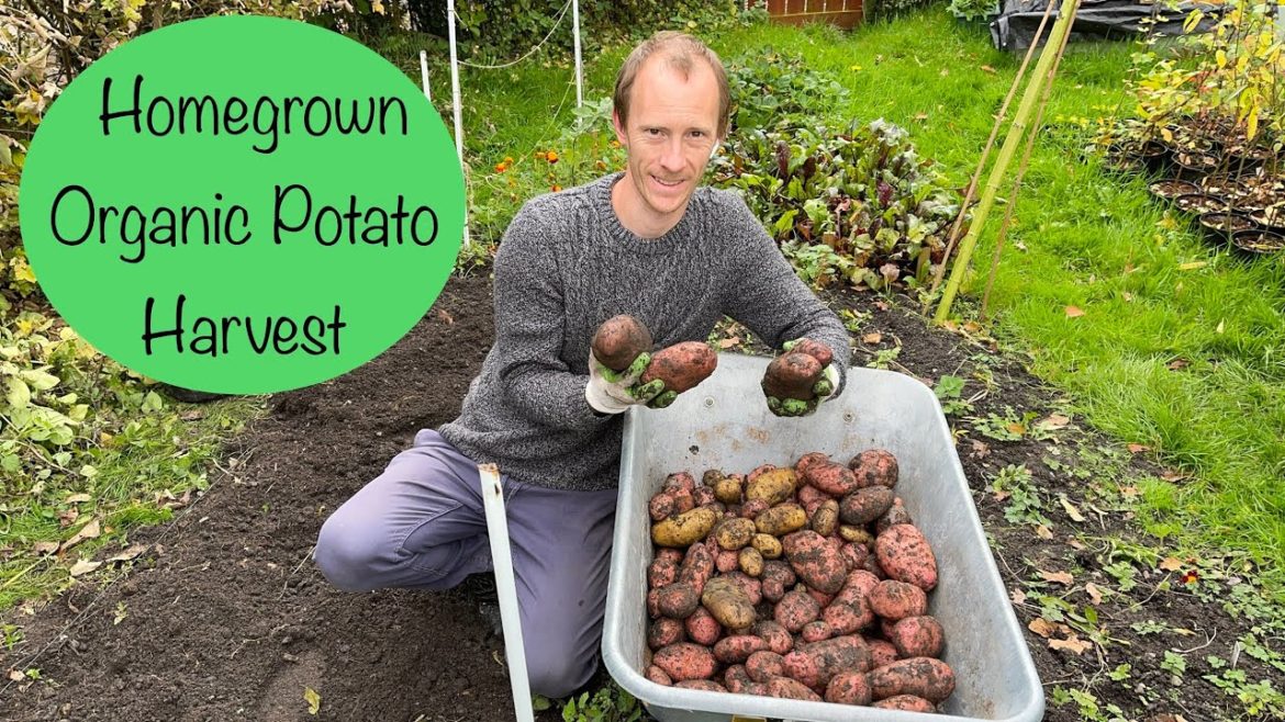 Homegrown Potato Harvest - Organic Gardening UK - Sarpo Mira Main Crop