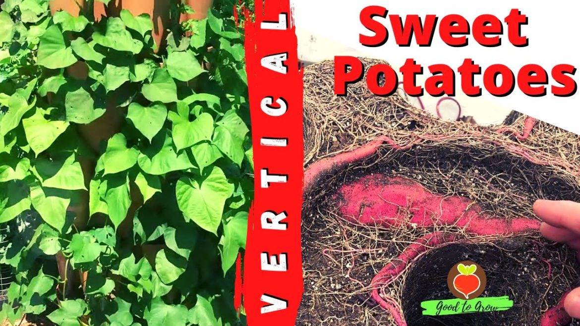 WOW! GreenStalk Vertical Garden Sweet Potato Harvest 2022 WOW! GreenStalk Vertical Garden Sweet Potato Harvest 2022