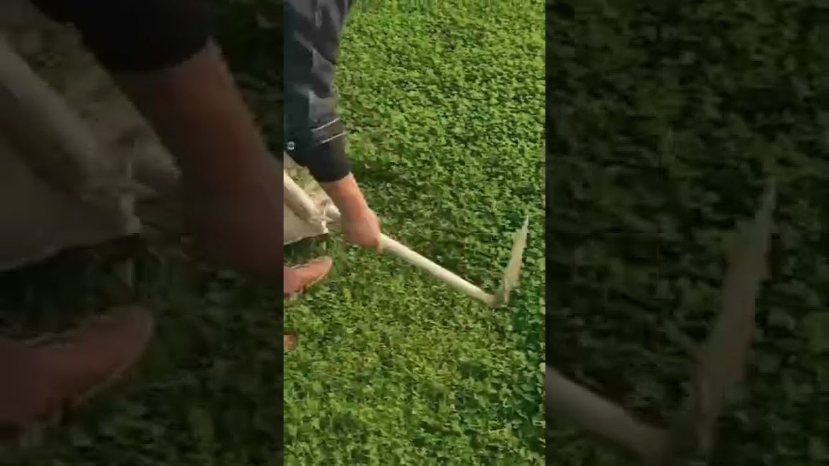 Oddly Satisfying Video Gardening ASMR Viral Trending Shorts Relaxing Music Oddly Satisfying Video Gardening ASMR Viral Trending Shorts Relaxing Music