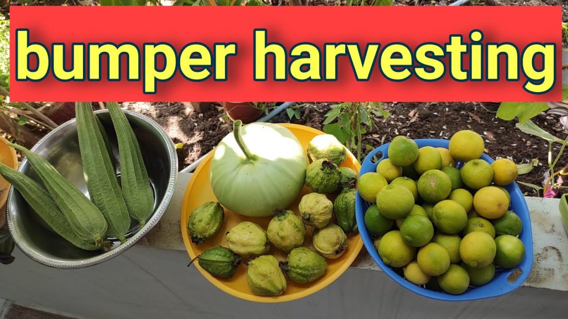 Bumper harvesting& gardening tips for beginners