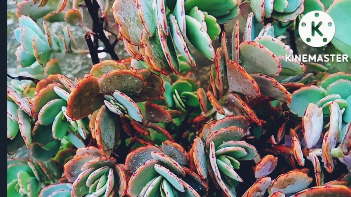 How to care kalanchoe marnieriana plant || Kalanchoe plant @Aaradhya garden tips