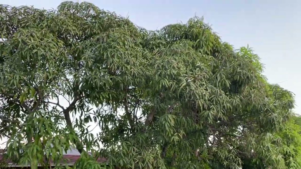 Look How Close These Mango Trees Are Planted