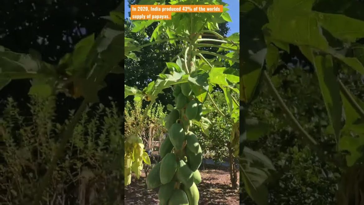 12 foot Papaya tree!!!