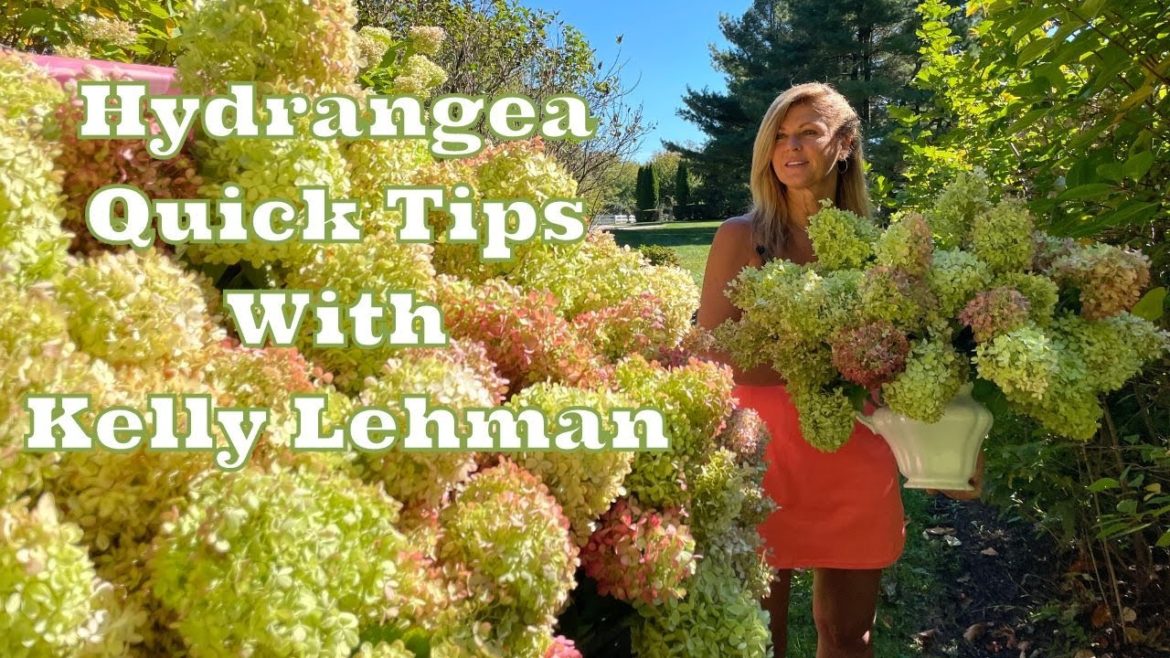 Hydrangea Quick Tips With Kelly Lehman Hydrangea Quick Tips With Kelly Lehman