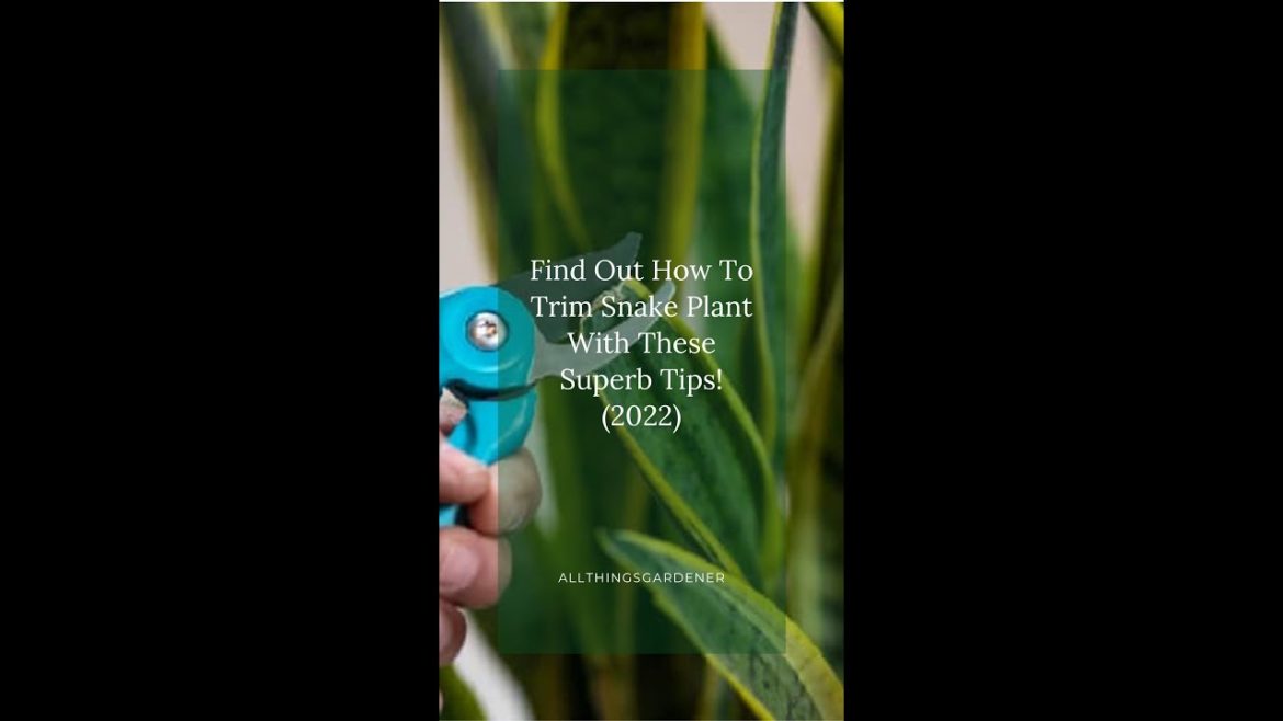 Find Out How To Trim Snake Plant With These Superb Tips! (2022)