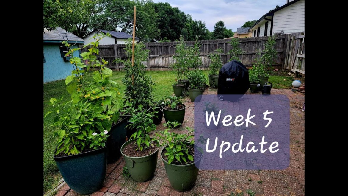 Container Garden Update | Week 5