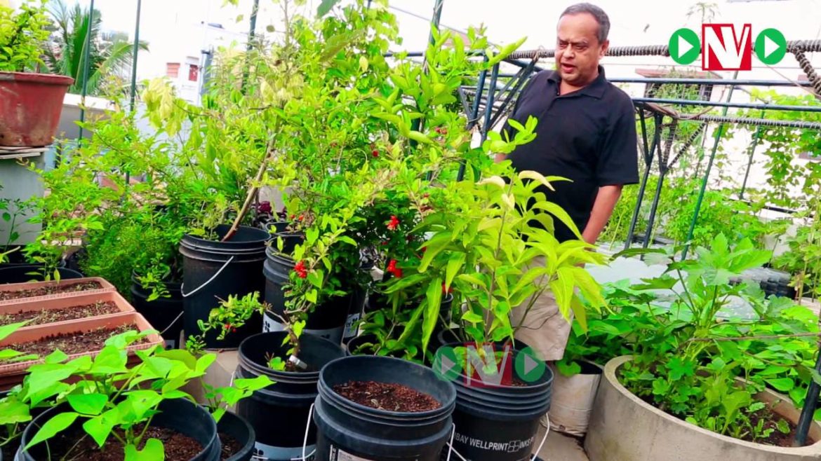 The Best Container Gardening Tips-Harish Mysore 3