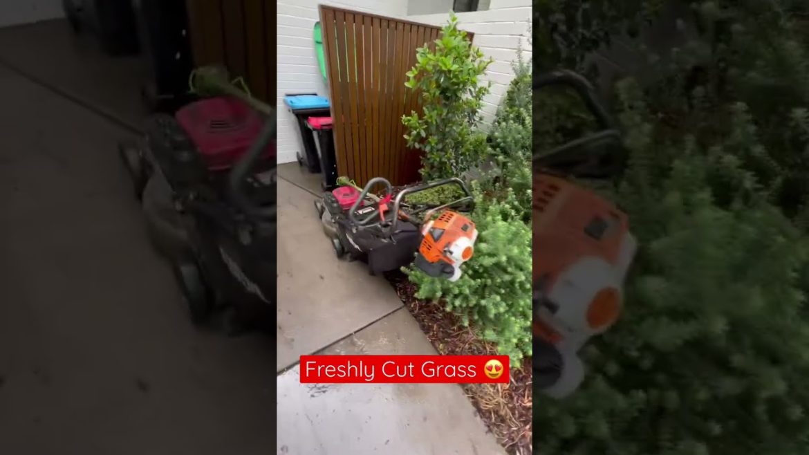 Freshly Cut Grass with my Lawn Mower #lawnmower #mowing #lawnmowing #shorts