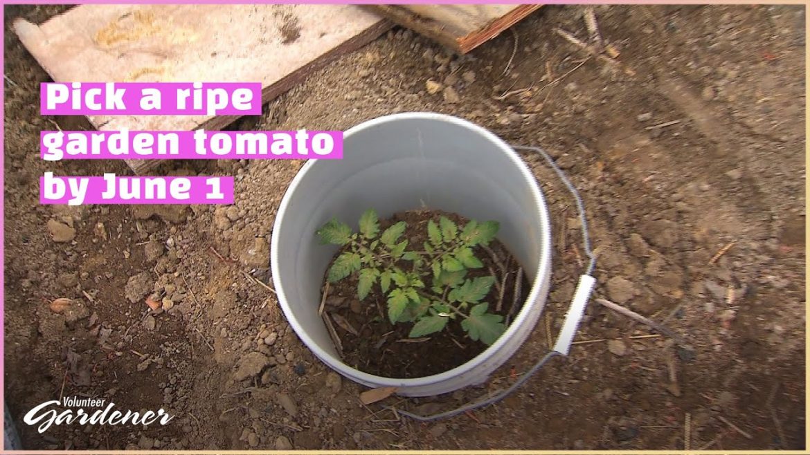 Early Start to Tomatoes | Volunteer Gardener Early Start to Tomatoes | Volunteer Gardener