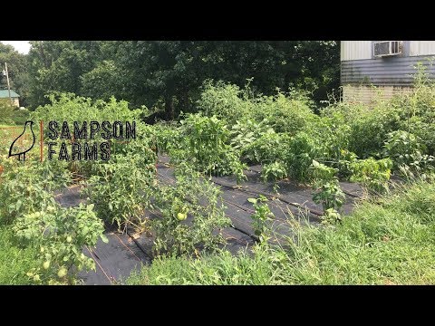 Salsa Garden Cha Cha Cha/ update on the front yard garden Salsa Garden Cha Cha Cha/ update on the front yard garden