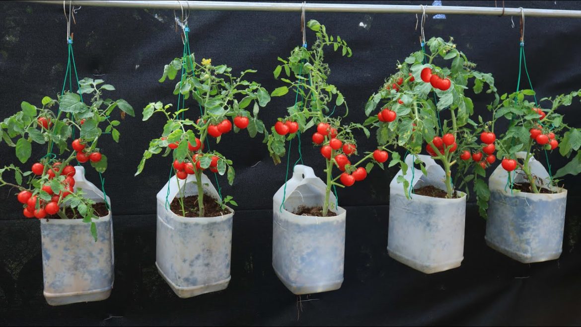 [ No garden ] Soil recipe for Growing cherry tomatoes hanging from seeds on the terrace