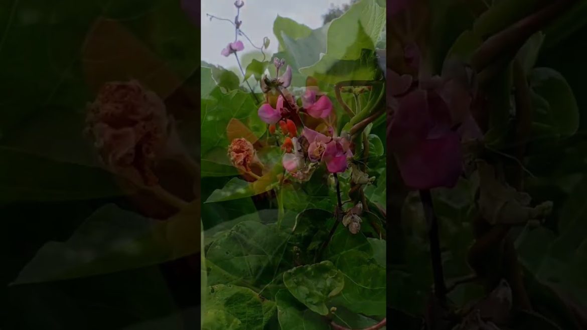 Vegetable Garden #garden #vegetablegarden #shorts