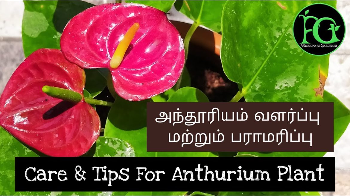 Passionate Gardener Sathya-Care & Tips For Anthurium Plant || அந்தூரியம் வளர்ப்பு மற்றும் பராமரிப்பு
